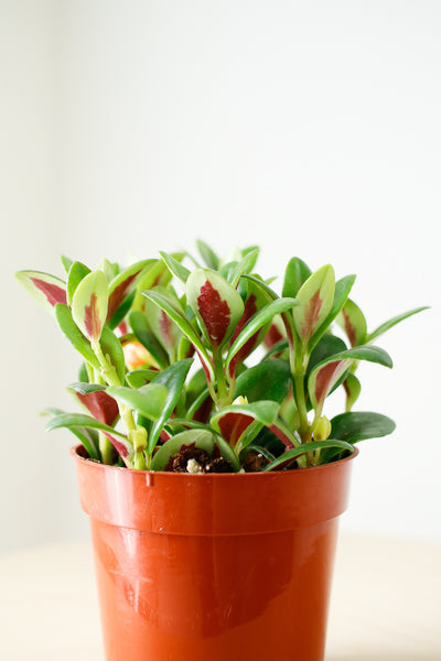 Columnea nematanthus