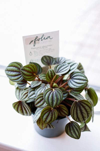 Peacock peperomia 2