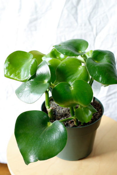 Peperomia polybotrya wide