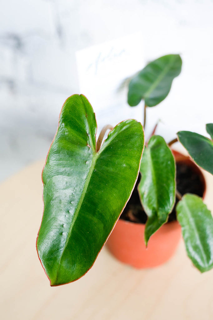 Philodendron billietiae leaf up close- dark green elongated spade shaped leaves that have a red edge, and reddish stems