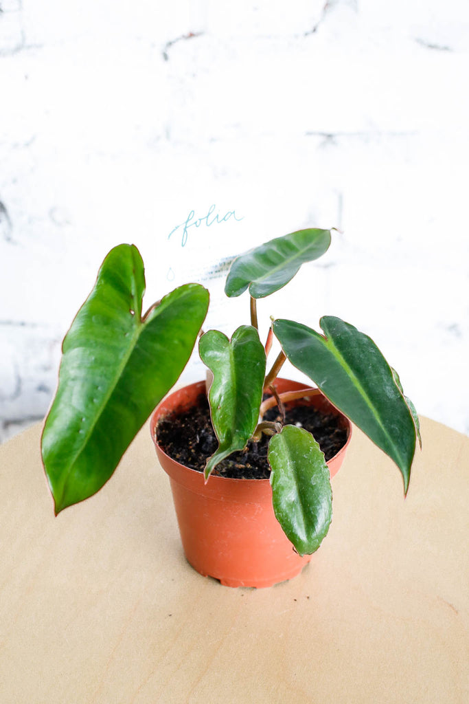 Philodendron billietiae plant sitting on a wood stool- dark green elongated spade shaped leaves that have a red edge, and reddish stems