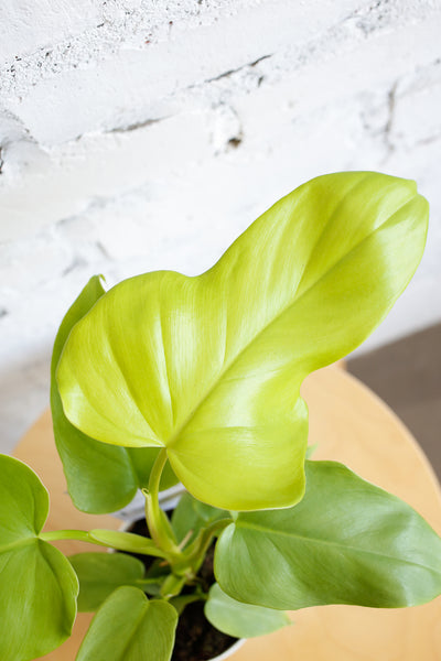 Philodendron bipennifolium 'Aurea' close