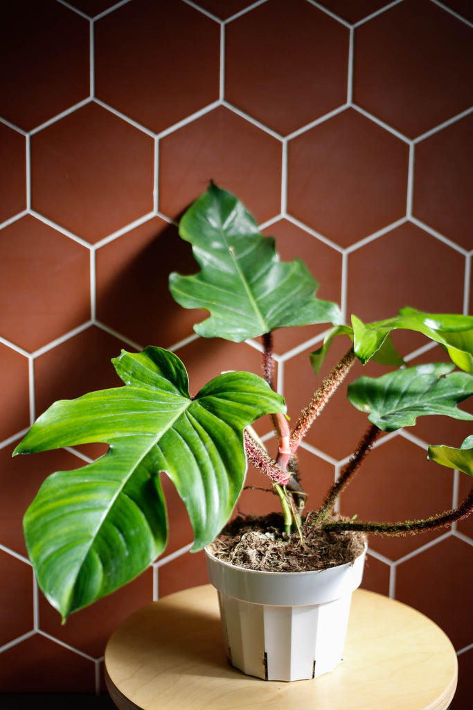 Philodendron squamiferum, with glossy green leaves and red stems covered in small 'hairs', sits on a wood stool in front of a terracotta tiled wall, with sunlight streaming in from the side