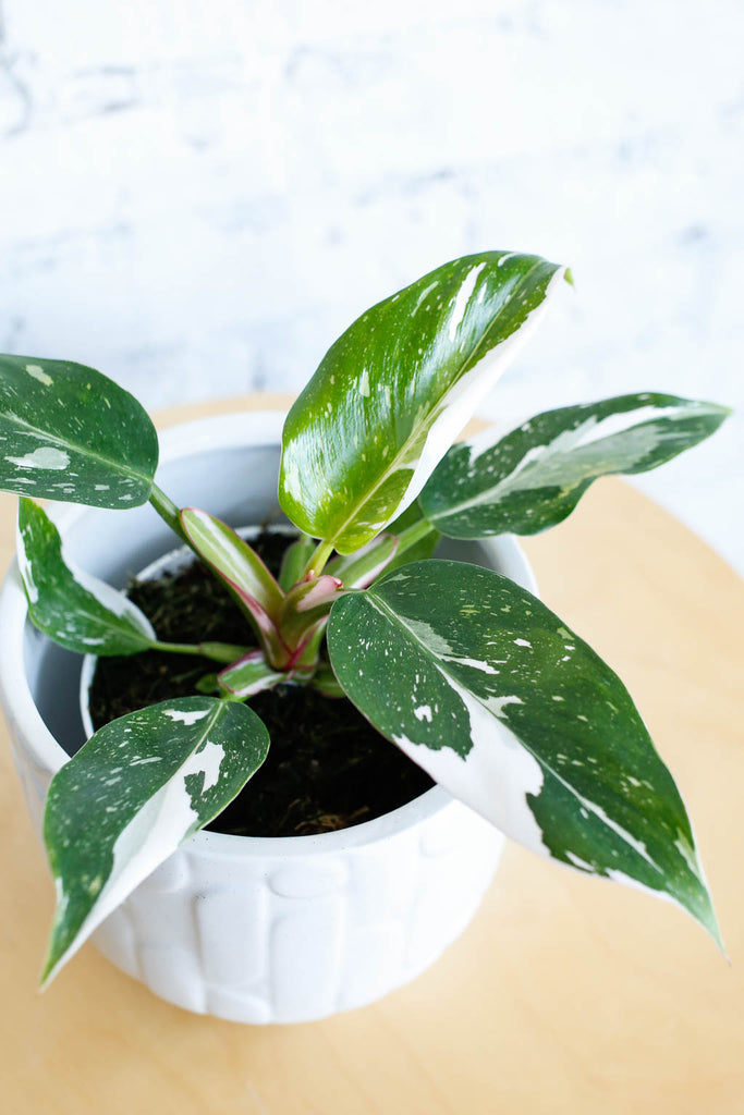 Philodendron 'White Princess' with dark green leaves splashed with white variegation, viewed from the side in a white textured pot against a white brick wall