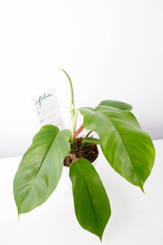 A young Philodendron squamiferum, displaying immature leaf form, with glossy green leaves and red, 'furry' petioles (stems), against a white wall.