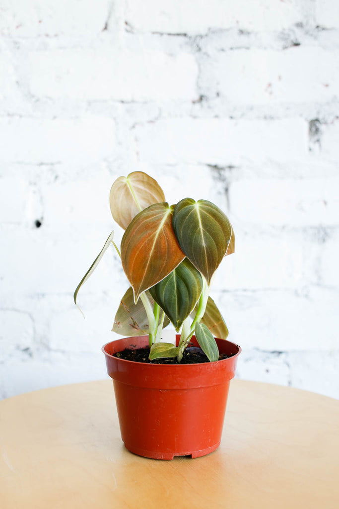 Philodendron melanochrysum, with greenish-redish-goldish colored enlongated heart shaped leaves. In a red plastic pot, against a white brick wall.