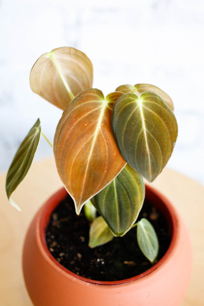 Philodendron melanochrysum, with greenish-redish-goldish colored enlongated heart shaped leaves. In a terracotta pot, against a white brick wall.