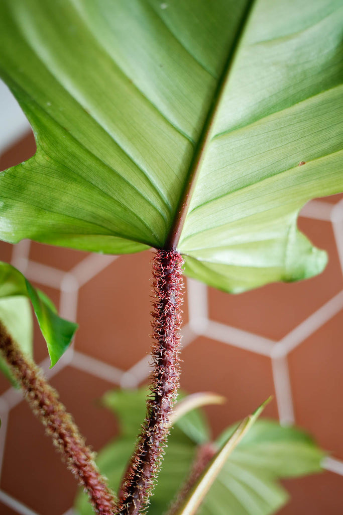 Philodendron squamiferum, with glossy green leaves and red stems covered in small 'hairs', sits in front of a terracotta tiled wall, with sunlight streaming in from the side
