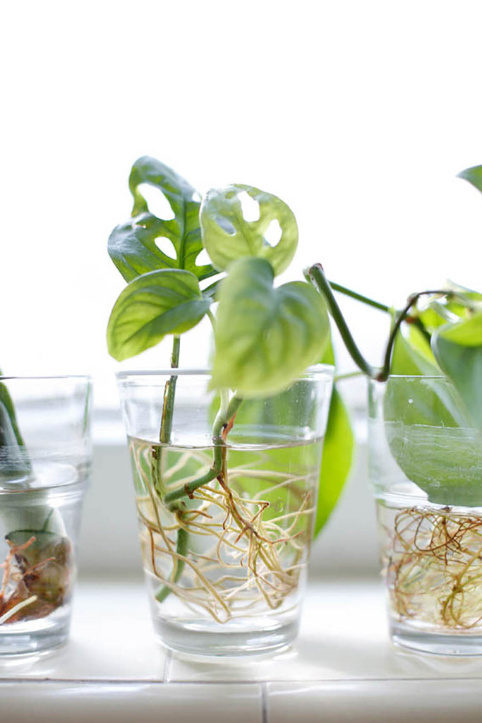 clear, small drinking glasses on a windowsill, with green plant cuttings inside- lots of roots have formed in the water