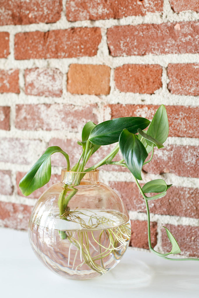 Green Monstera standleyana plant cutting in a large round vase that's pale orange in color, set against a red brick wall. The cutting has a large root system.