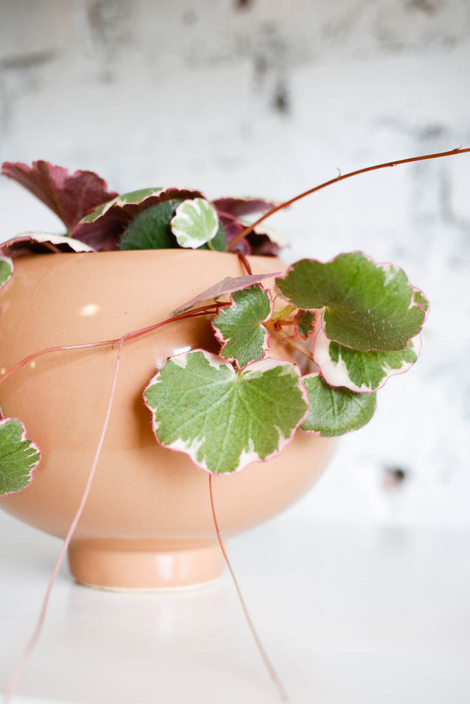 Strawberry Begonia (Saxifragra stolonifera) closeup of leaves- light green with white and pink at the edges and pink vines.