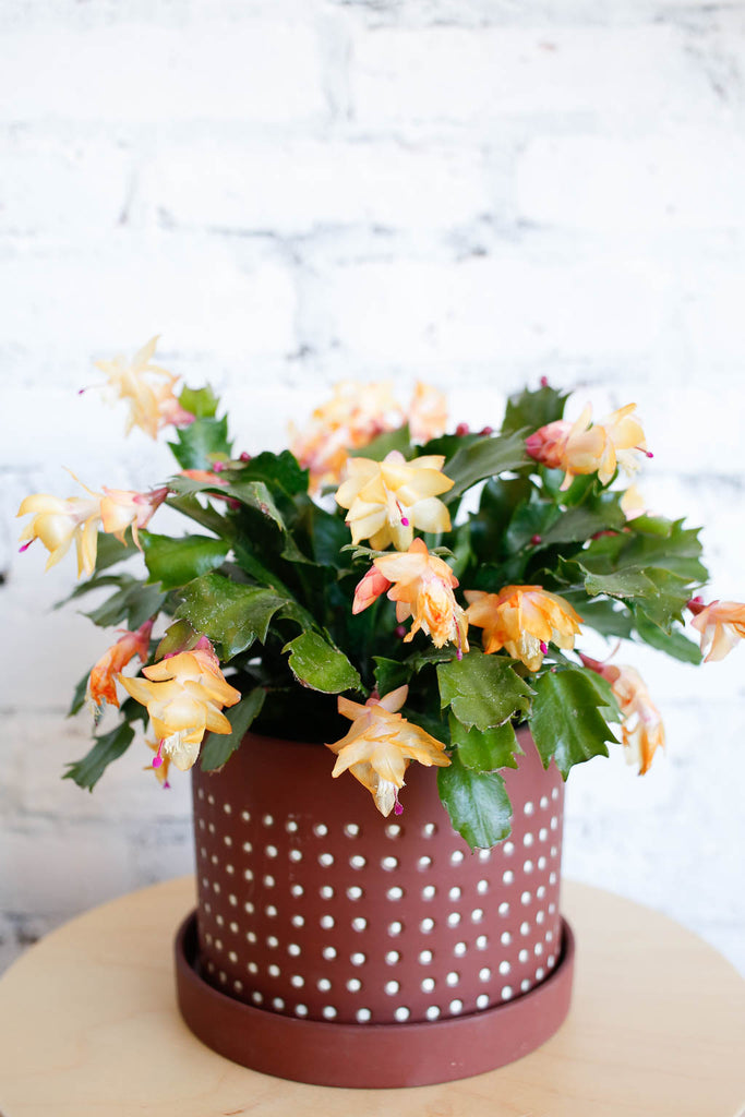 Thanksgiving cactus plant sitting in a dark red clay pot. Plant has green leaves with small points on the edges, and light peach colored blooms all over.