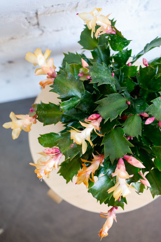 Image of Thanksgiving cactus, viewed from above, green leaves with little points on the edges and light peach colored blooms