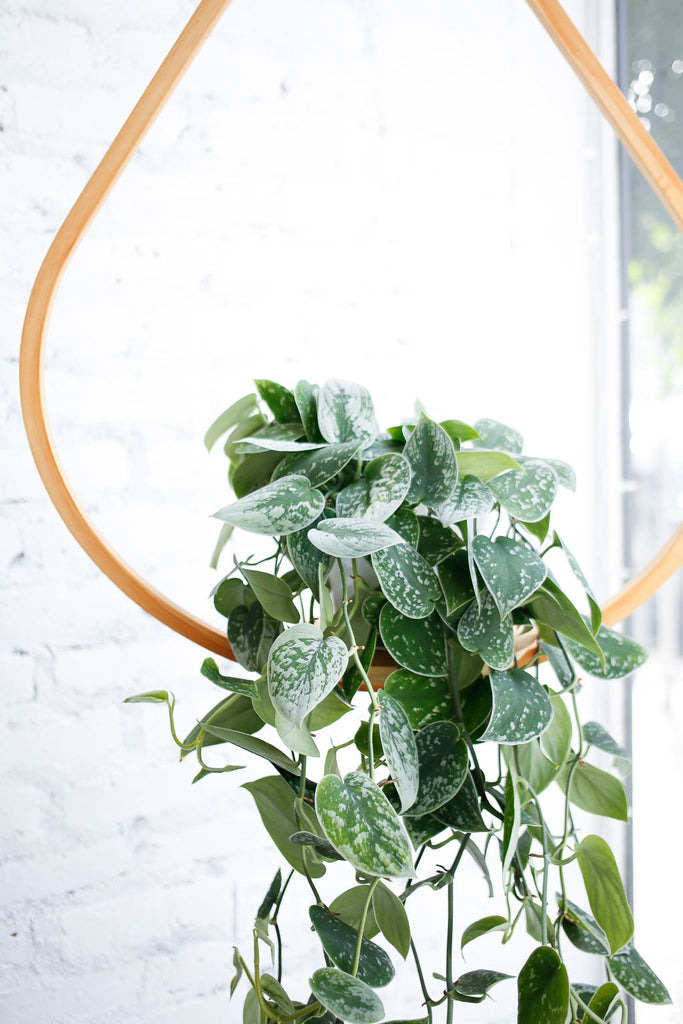 Scindapsus plant hanging on wooden plant hanger near a window, leaves sage green in color with speckles of silvery green all over