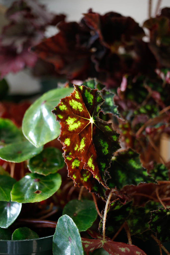 Begonia Tiger Paws plant with dark purple-ish leaves splashed with bright neon yellow colored spots