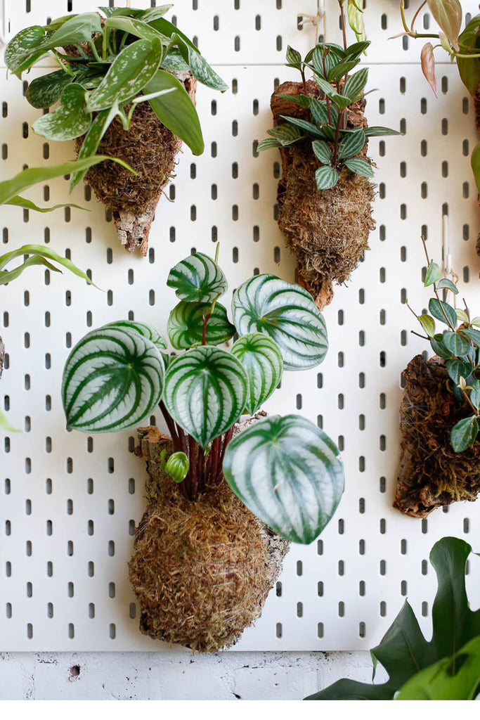 Group of plants, mounted to natural cork bark pieces, grouped together on a white peg board wall.