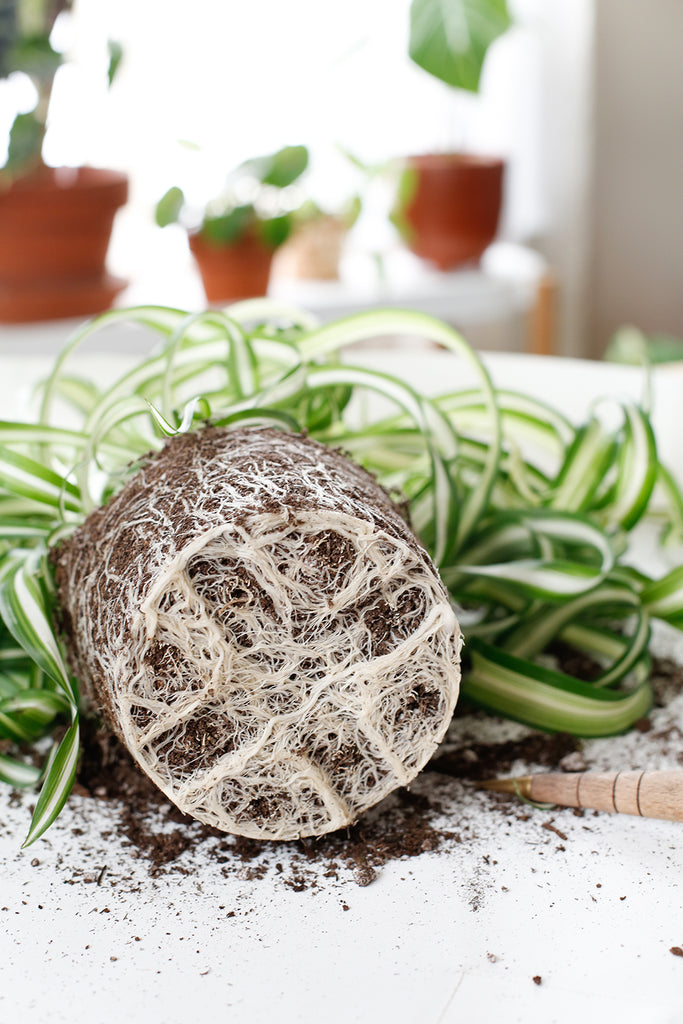 Rootball of a Spider plant is visible- with lots of white roots taking the shape of the pot the plant was previously in. 