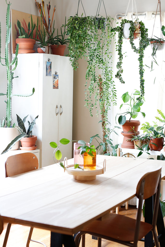Dining room with plants along two walls- bright light coming in from two windows on adjacent walls