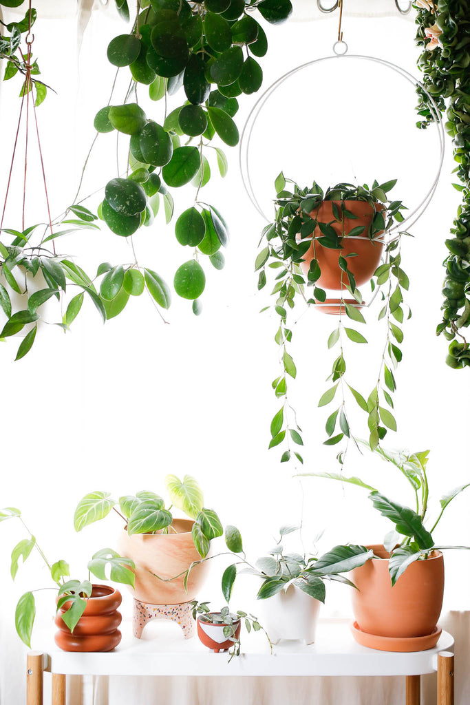 A bright window inside, with plants hanging in front of it and on a shelf just below it