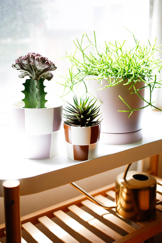 Three potted plants sitting on a shelf in front of a window, with light coming in through the window. A watering can sits on a shelf below.