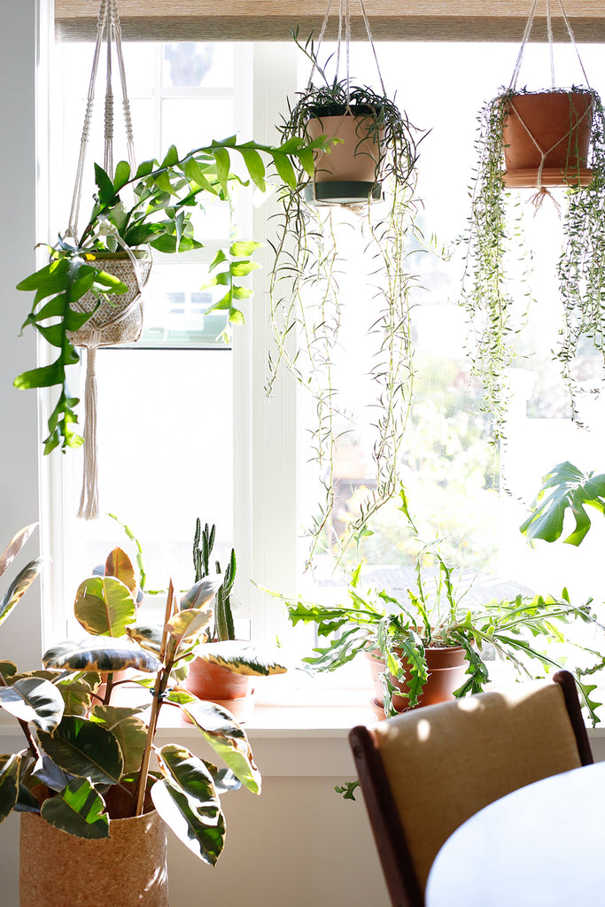 Plants hanging in a window, with more plants sitting on a windowsill below, some direct sun comes in through the window