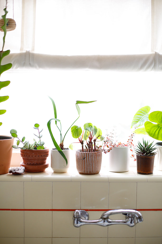 A kitchen windowsill with plants sitting on it, bright light coming in from a window behind all the plants.