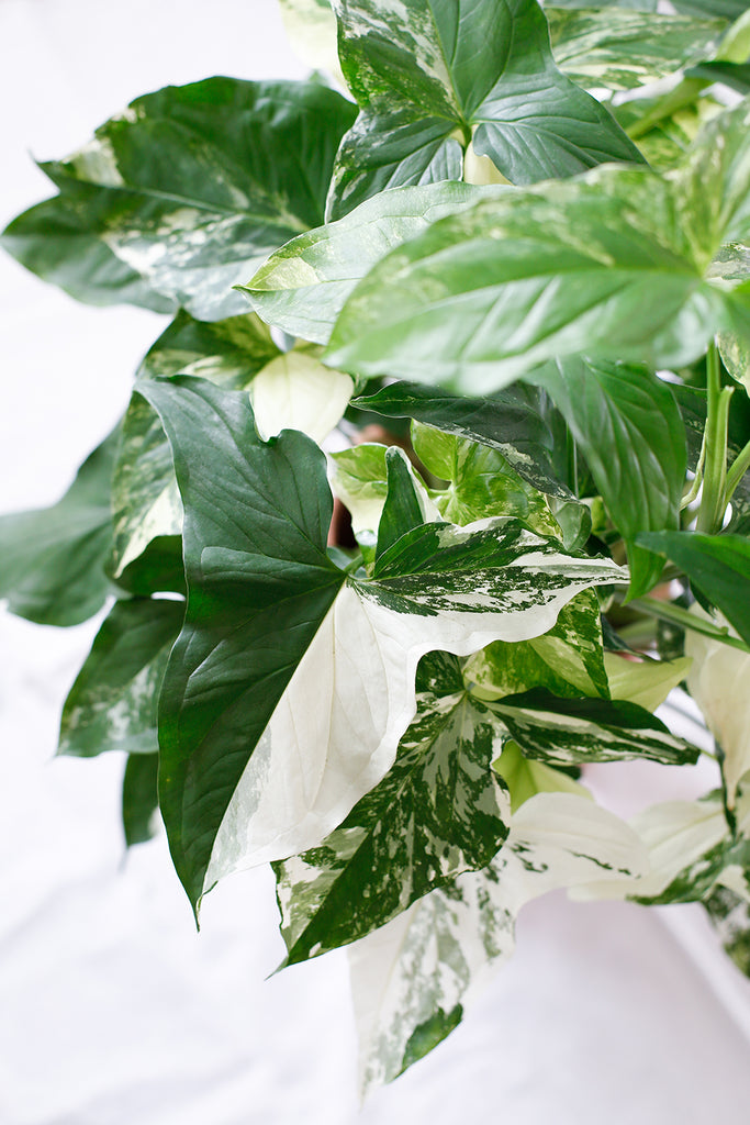 Closeup of variegated Syngonium leaves- white and dark green with splashes of white on the green in places