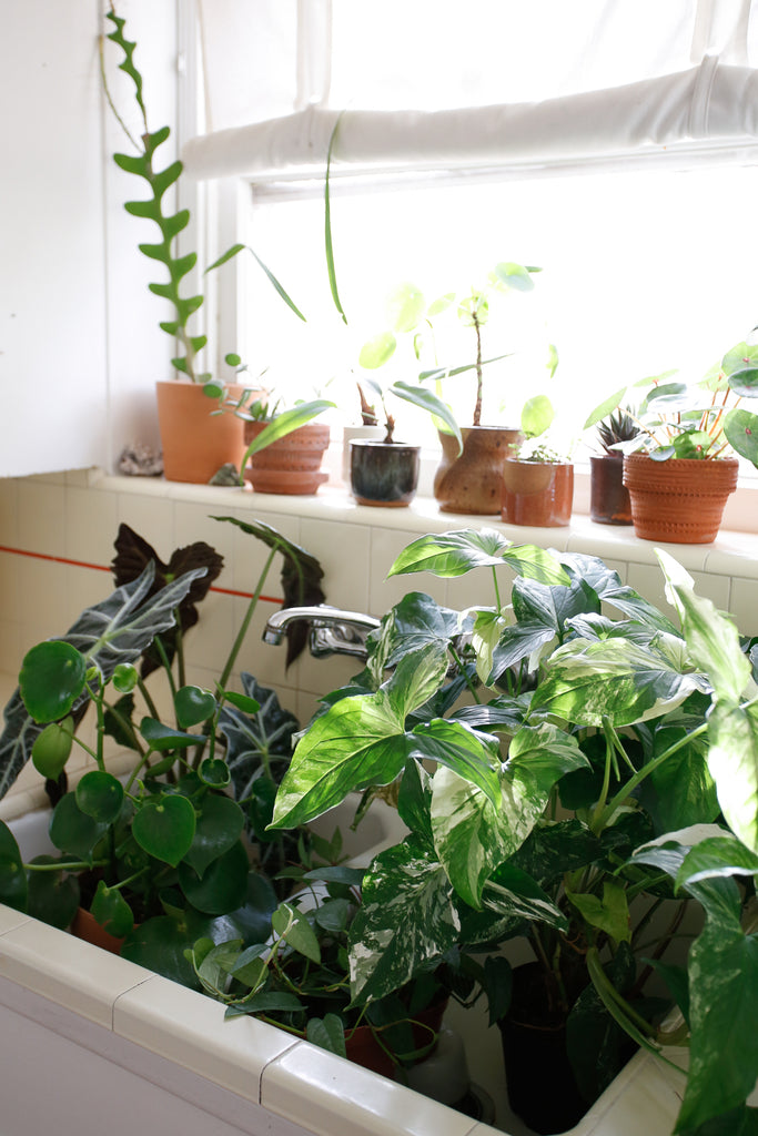 Assortment of plants sitting in kitchen sink, more plants sit on windowsill above sink.