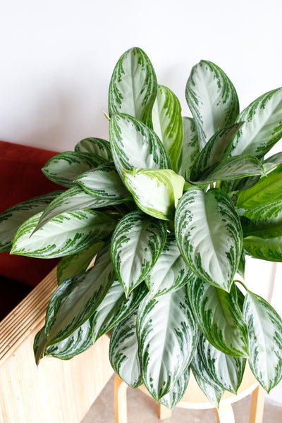 Aglaonema close