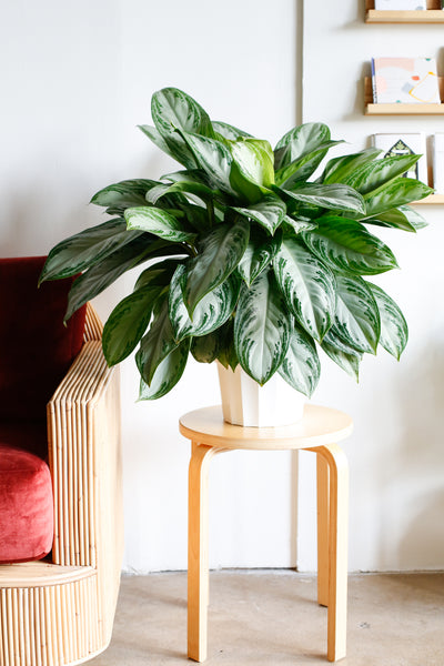 aglaonema wide