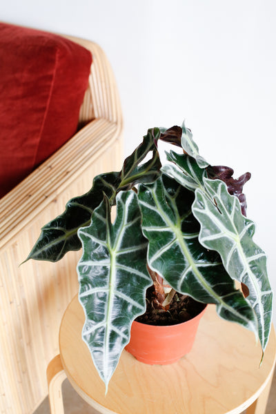 Alocasia amazonica close