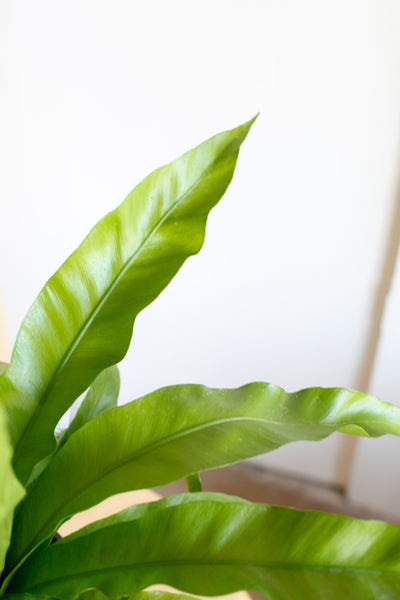 asplenium antiquum close