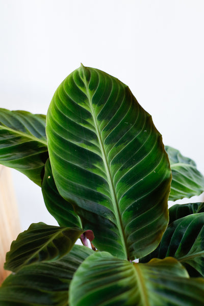 Calathea warscewiczii close