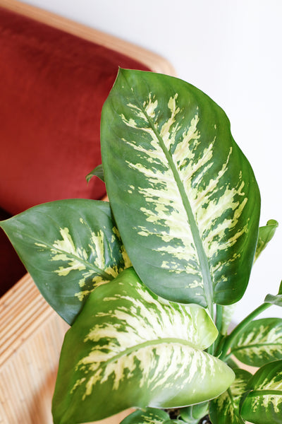 Dieffenbachia close