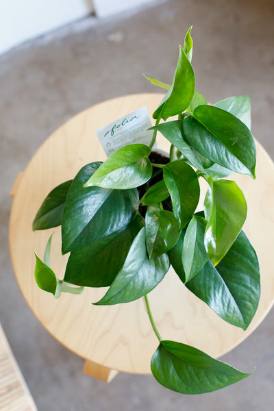 Epipremnum aureum 'Jade' small