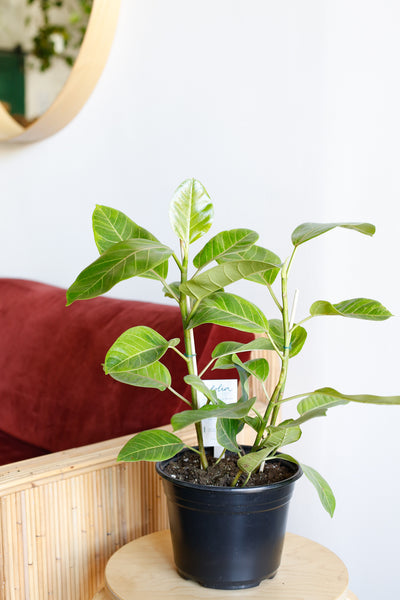 Ficus altissima wide