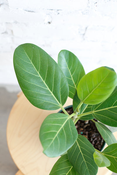 Ficus audrey close