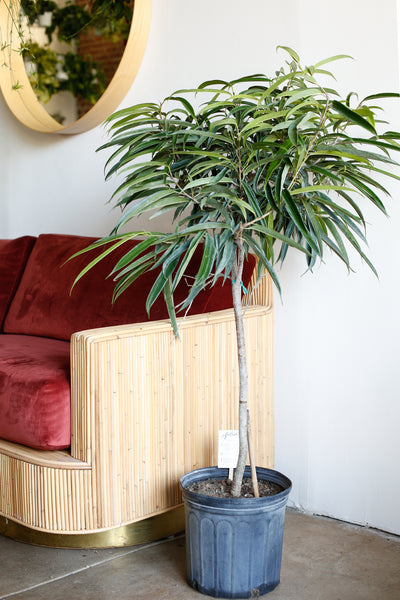 Ficus alii wide