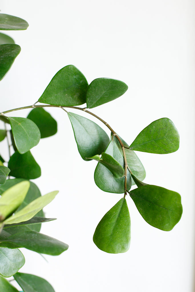 Closer up shot of one arching branch of a Ficus triangularis, showing the triangle shaped leaves