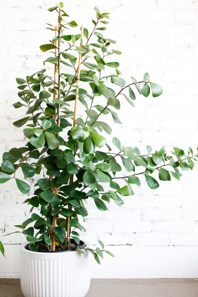 Image of Ficus triangularis tree with triangle shaped leaves in white pot against a white brick wall