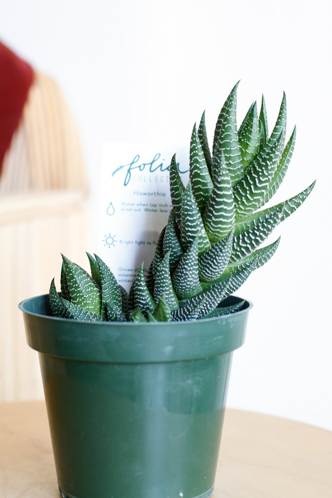 Haworthiopsis coarcata with dark green leaves and white fine lines around the edges- sticking up out of a green plastic pot