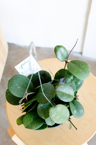 Hoya obovata close