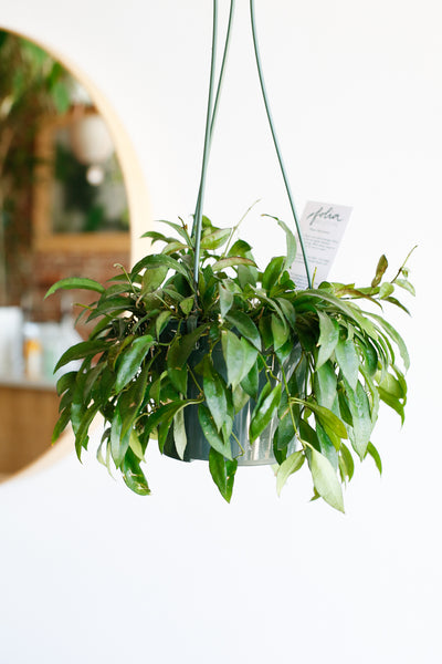 hoya lacunosa hanging