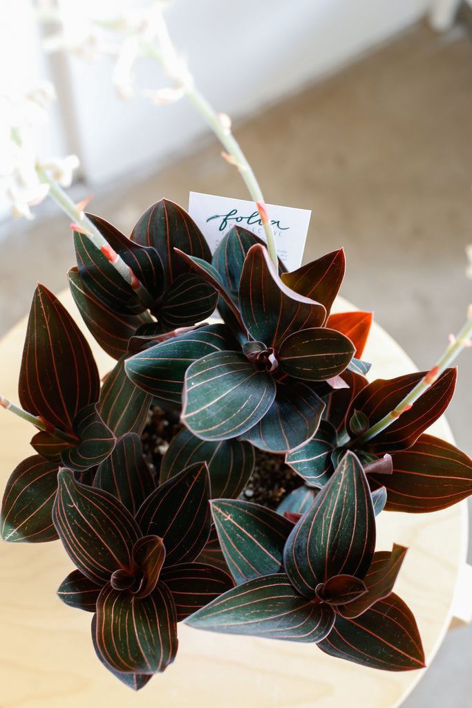 Ludisia discolor close-up, deep forest green colored leaves with thin rust colored pinstripes on each leaf, and flower spikes with small white blooms