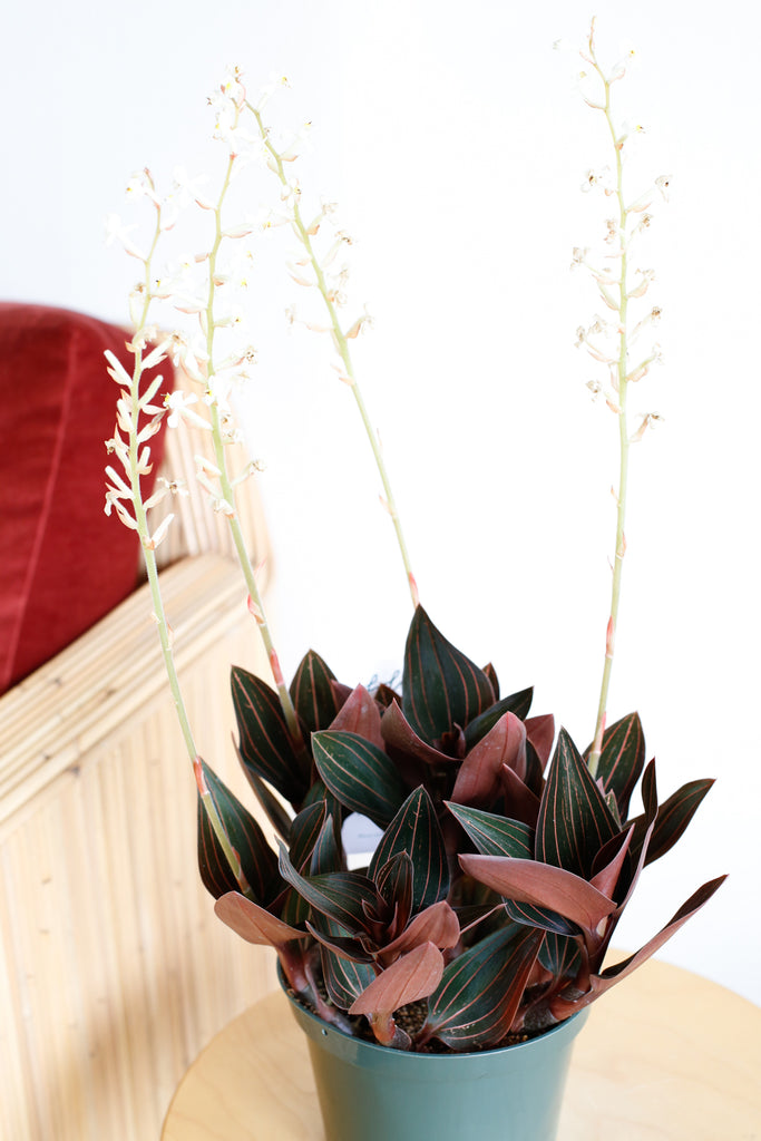 Ludisia discolor from the side, deep forest green colored leaves with thin rust colored pinstripes on each leaf, and flower spikes with small white blooms