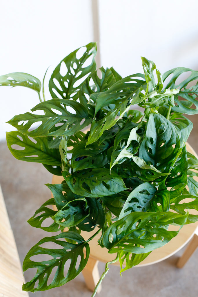 Monstera adansonii plant close up. Green leaves with holes called fenestrations all over.