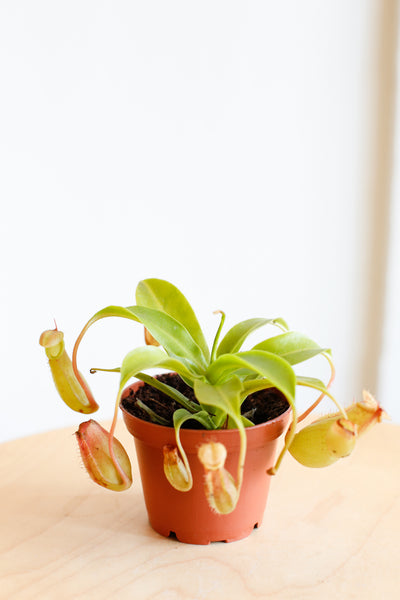 Nepenthes on stool