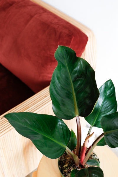 Philodendron congo rojo