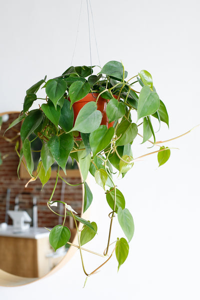 Philodendron hederaceum wide