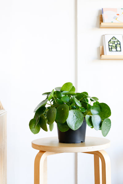 pilea peperomioides wide